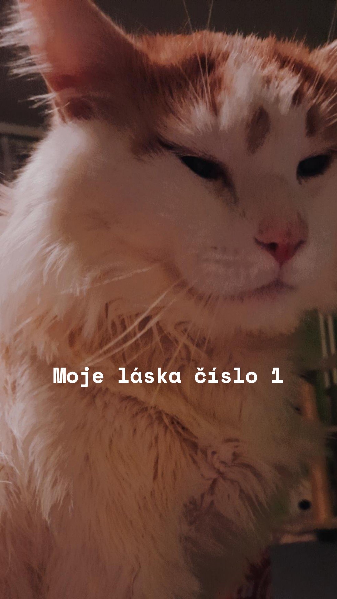 Moje láska číslo 1